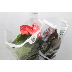 ANTHURIUM VARIADO P17