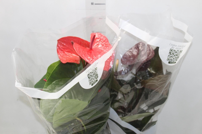 <h4>ANTHURIUM VARIADO P17</h4>
