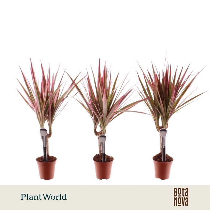 <h4>Dracaena Bicolor</h4>