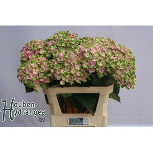 Hydrangea 'Magical Ankong' 21cm