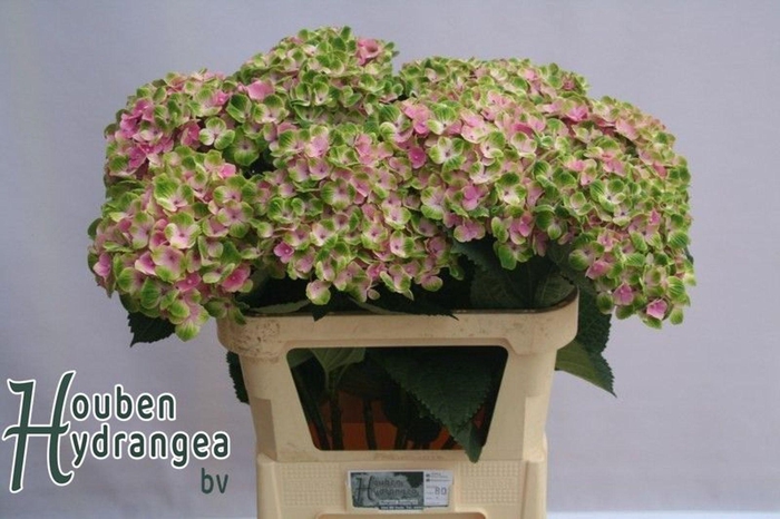 <h4>Hydrangea 'Magical Ankong' 21cm</h4>