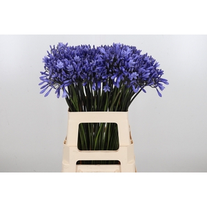 Agapanthus Dr.brouwer