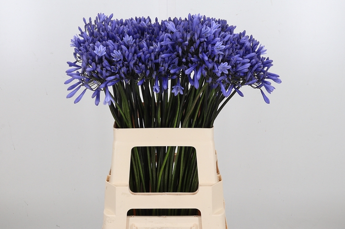 <h4>Agapanthus Dr.brouwer</h4>