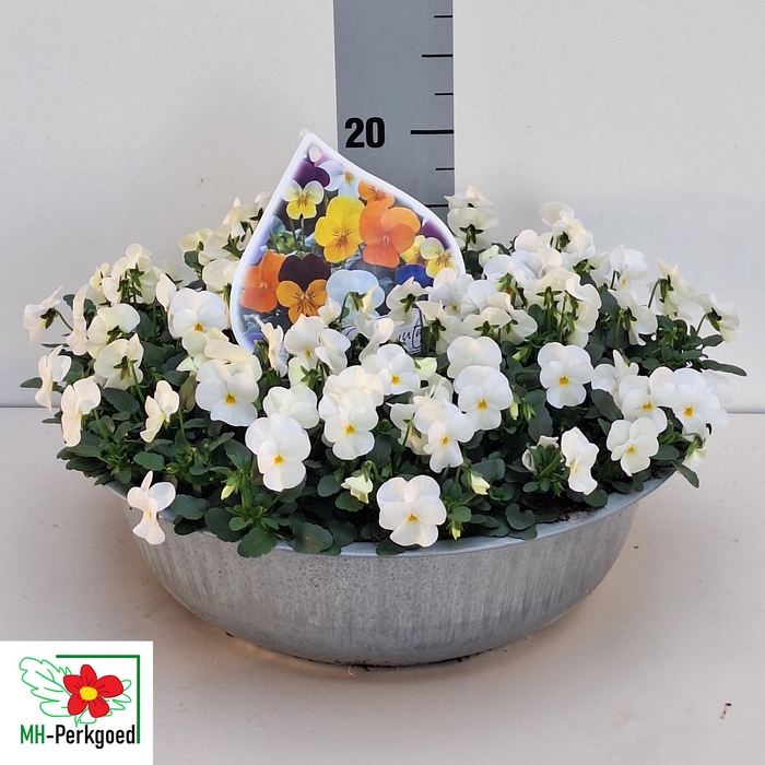 <h4>VIO CO SORBET GEM</h4>