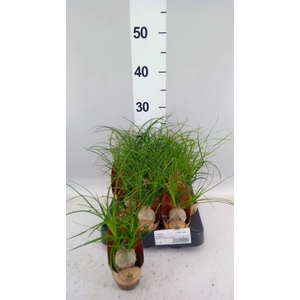 Beaucarnea recurvata