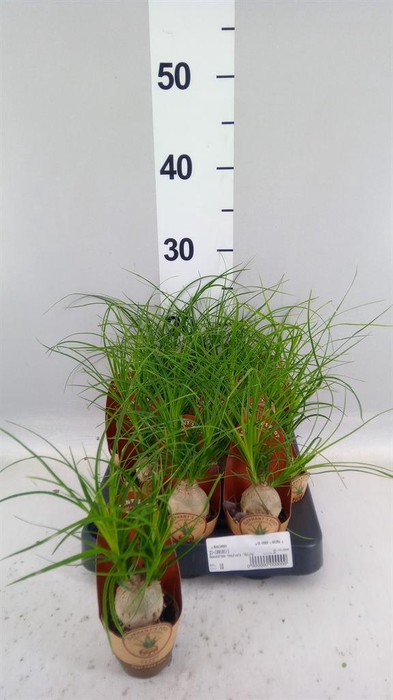 <h4>Beaucarnea recurvata</h4>