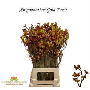 Anigoz Gold Fever