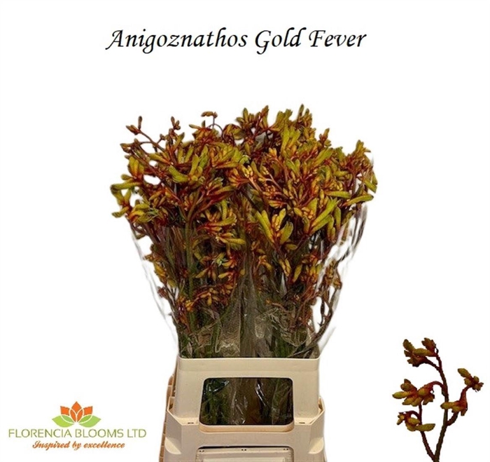 <h4>Anigoz Gold Fever</h4>