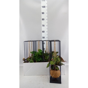 Planten Groen   ...mix  3