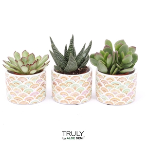 TRULY Succulent, Sun