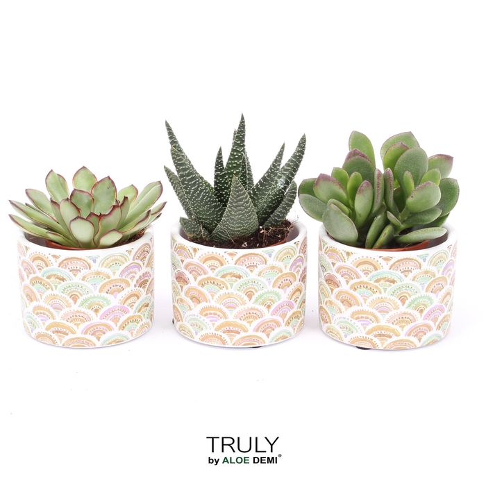 <h4>TRULY Succulent, Sun</h4>