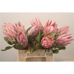 Protea Cynaroides