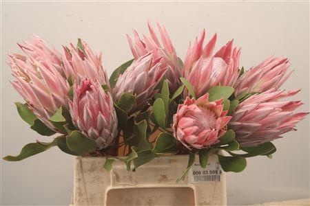 <h4>Protea Cynaroides</h4>