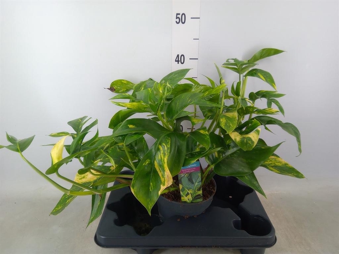 <h4>Epipremnum pinn. 'Cintho Goldfinge'</h4>
