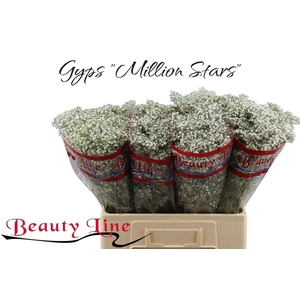 GYPS PA MILLION STAR