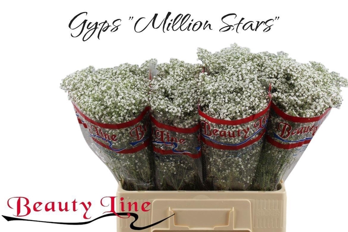 <h4>GYPS PA MILLION STAR</h4>