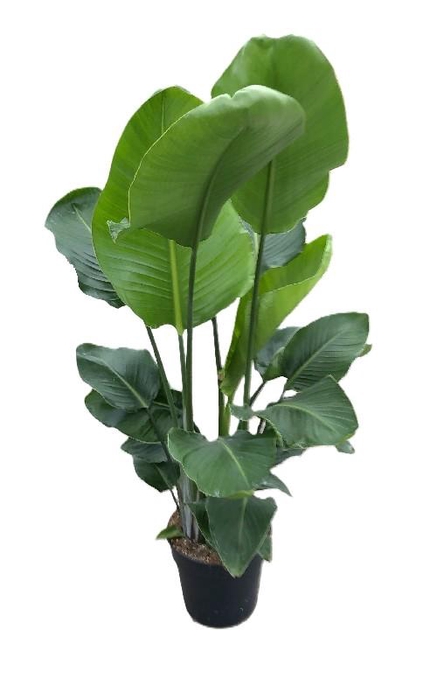 <h4>Strelitzia Nicolai</h4>