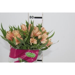 ALSTROEMERIA CANYON 080 CM