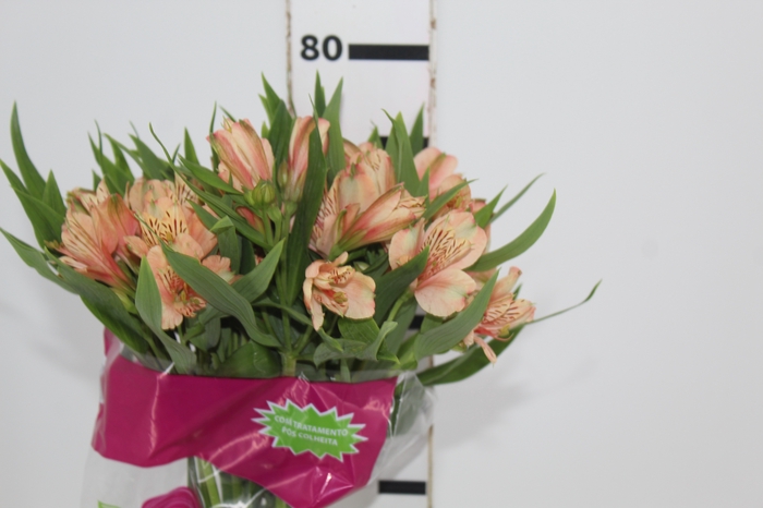 <h4>ALSTROEMERIA CANYON 080 CM</h4>