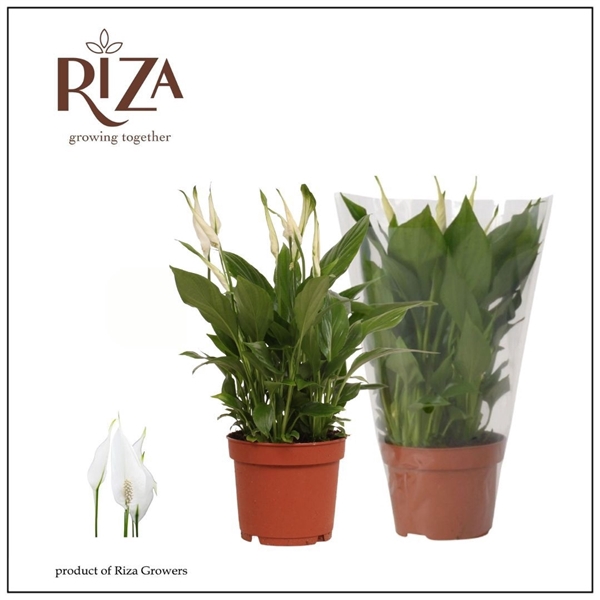 <h4>Spathiphyllum Bellini - 13 cm</h4>