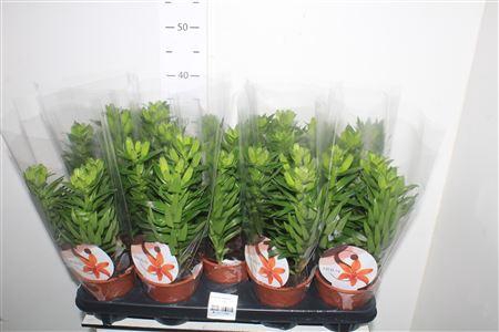 <h4>Lil As Orange Matrix 3 Branche Rijpte 2.</h4>