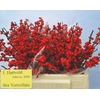 Ilex Rood