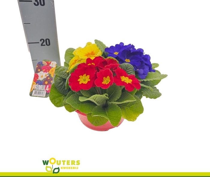 <h4>PRIM AC GEM</h4>