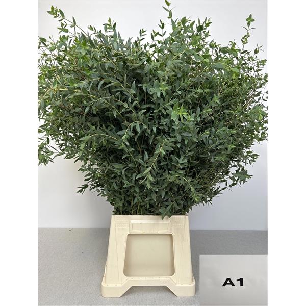 <h4>EUC PARVIFOLIA PB</h4>