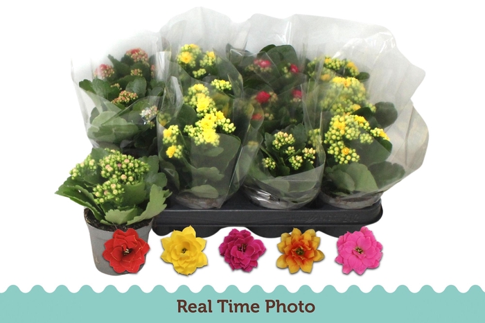 <h4>KAL GE GEM 5 KL</h4>