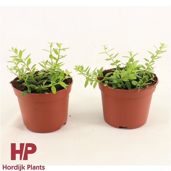 <h4>P12 cm - Aeschynanthus Japhrolepis</h4>