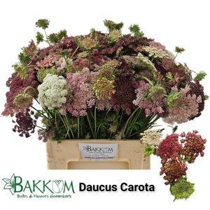 Daucus Carota Dara