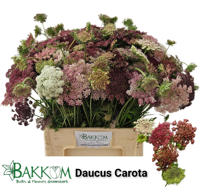 <h4>Daucus Carota Dara</h4>