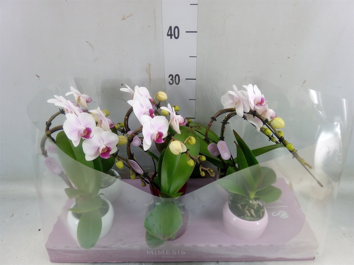 <h4>Phalaenopsis   ...</h4>