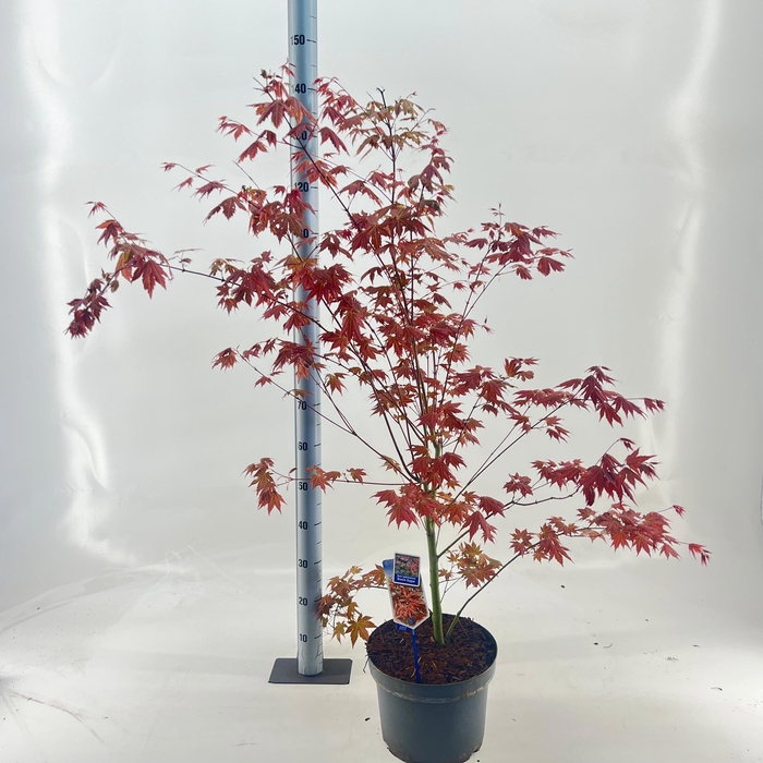 <h4>Acer pal. 'Brown Sugar ('JWW7')</h4>