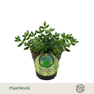 Delosperma Echinatum 12cm Duits etiket