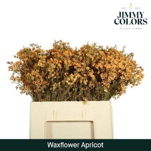 Waxflower L60 Apricot