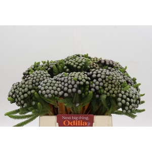 Kaaps Groen Albiflora