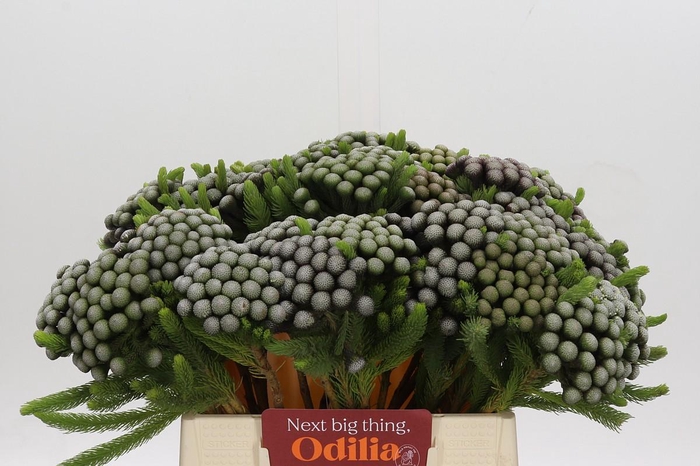 <h4>Cape Green Albiflora</h4>