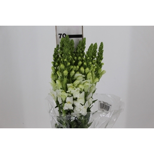 BOCA DE LEAO POTOMAC WHITE 070 CM