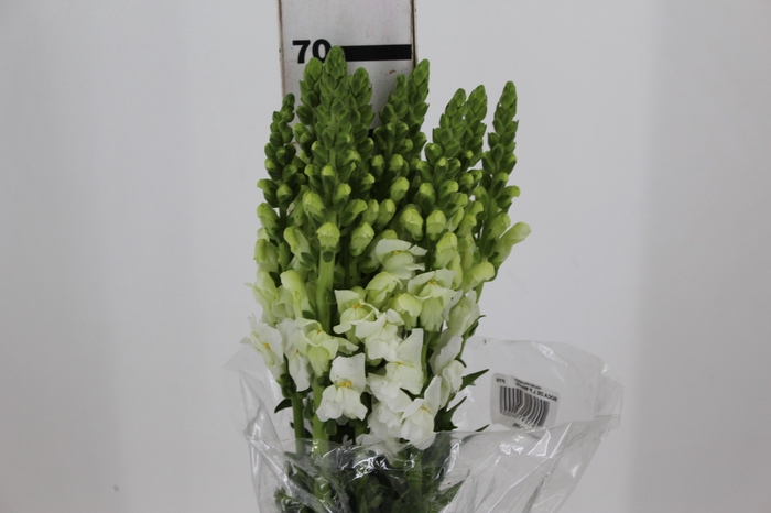 <h4>BOCA DE LEAO POTOMAC WHITE 070 CM</h4>