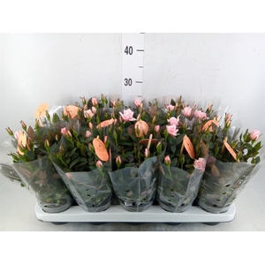 Rosa  'Rosaroma Pink'