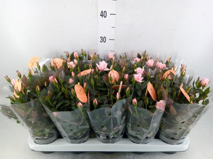 <h4>Rosa 'Rosaroma Pink'</h4>