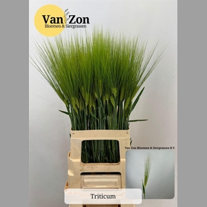 Triticum Aestivum