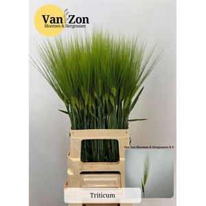 Triticum Aestivum