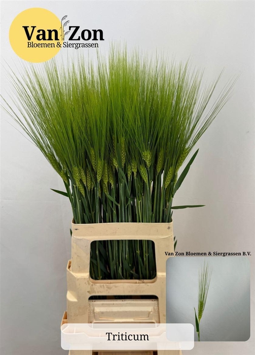 <h4>Siergras Triticum Aestivum</h4>