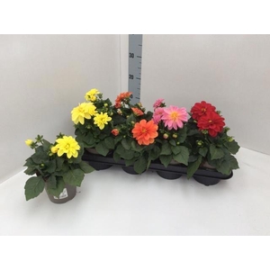 DAHL D DAHLIE BLANCA