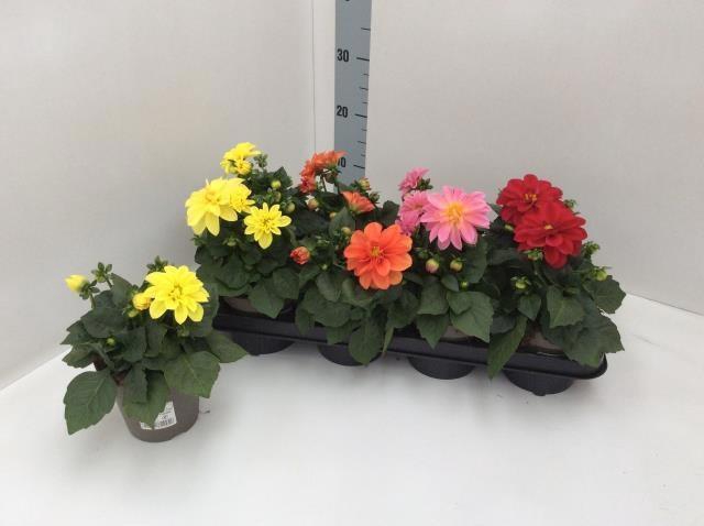 <h4>DAHL D DAHLIE BLANCA</h4>