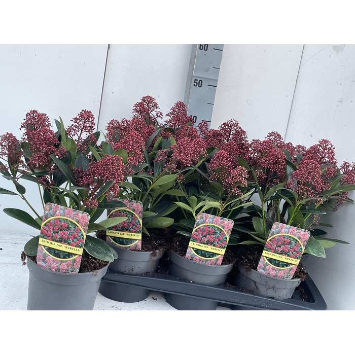 <h4>SKIM J RUBELLA</h4>