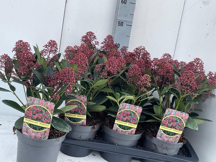 <h4>SKIM J RUBELLA</h4>