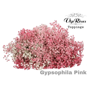 GYPS PA PINK